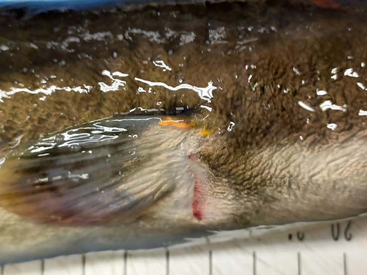 Speuren naar geknakte alen langs de Waal