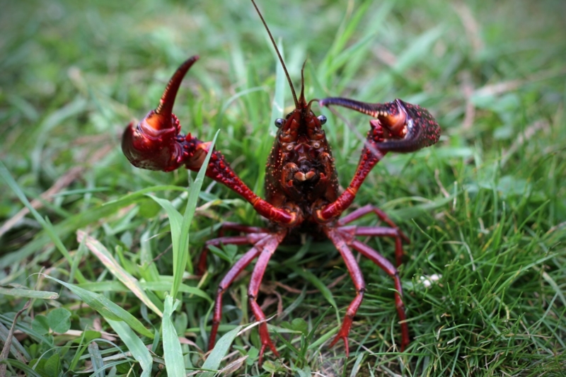 De kreeftengoot remt de migratie ook in de praktijk