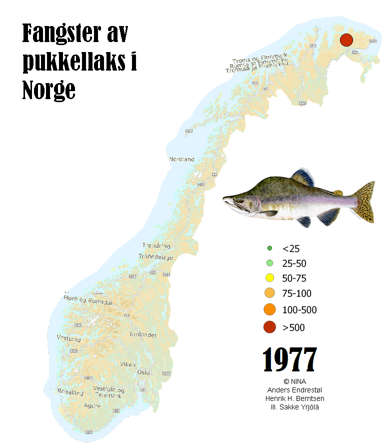 Bultrugzalm in Nederland