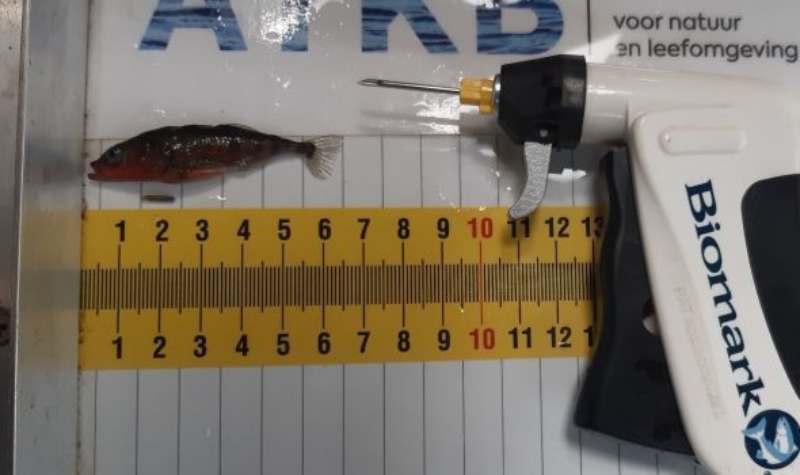 Beter inzicht in migratiegedrag van kleine vissoorten