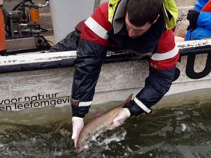 Onderzoekers volgen zeldzame vis met geluidszender