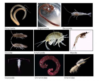 Voldoende voedsel voor steur in de Rijn (publicatie Nature Today)