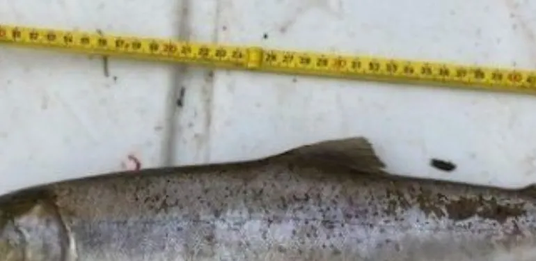 Bultrugzalm voor het eerst waargenomen in Nederland