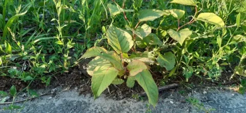 Onderzoek voorkomt ellende bij grond met duizendknoop