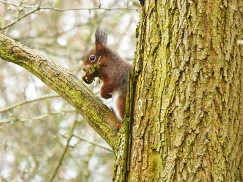 Nesten in boomholten