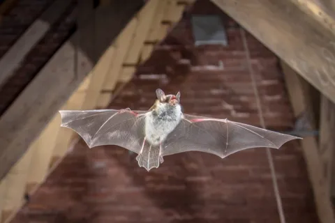 Vleermuizen bestrijden vliegen