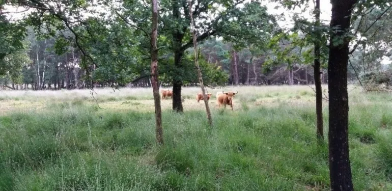 Ecologische ondersteuning gebiedsprocessen