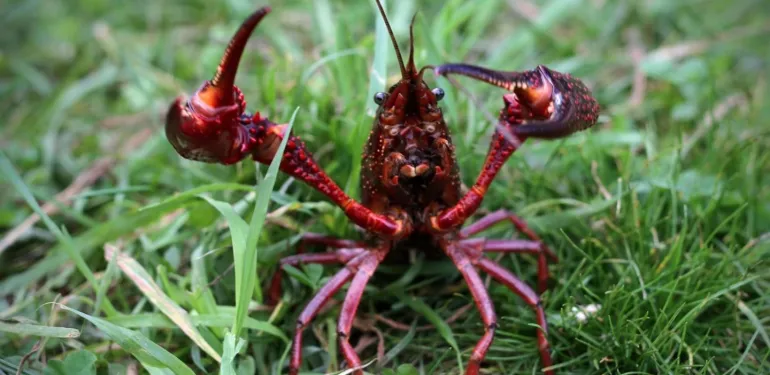 De kreeftentoolbox van ATKB