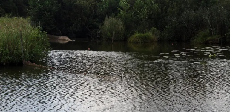 Proef systematisch verwijderen van rode Amerikaanse rivierkreeften uit de Molenpolder