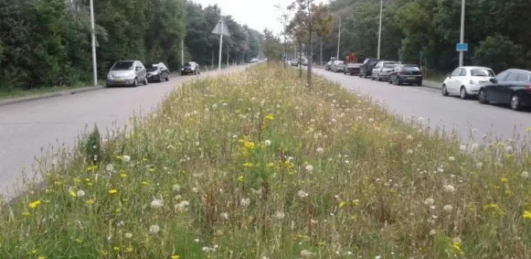 Biodiversiteit in het stedelijk groen