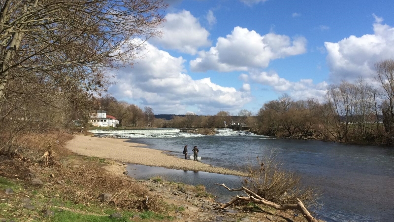 Zalmsmolts/